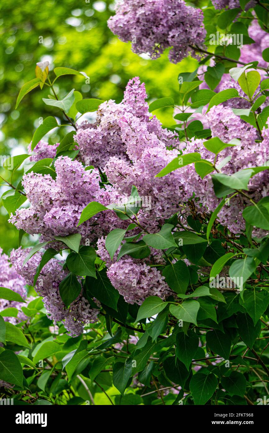 Fliederbusch mit zarten rosa Blüten im Frühling. Stockfoto