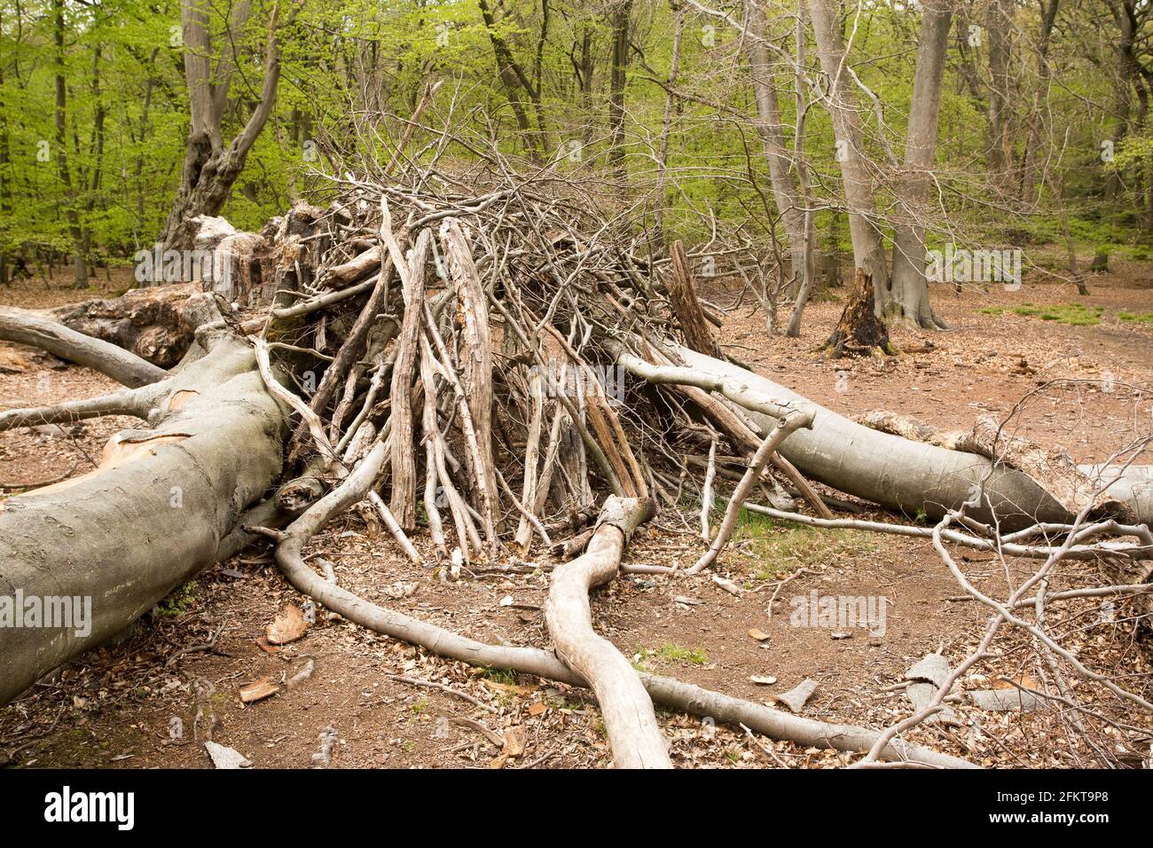 Alter Wald Epping Forest Stockfoto