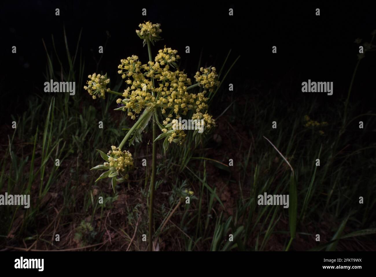 Eine blühende Pflanze, Foothill Desert-Petersilie (Lomatium utriculatum), eine wilde Blume aus dem Westen der USA. Aus dem Sierra National Forest in Kalifornien. Stockfoto