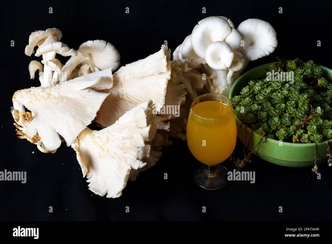 Weißer Austernpilz und frischer Mangosaft, eingetopfte Sukulente Stockfoto