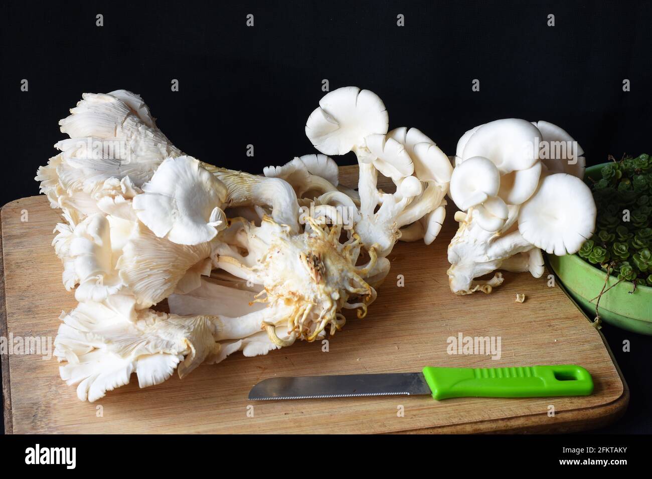 Frisch zupfter weißer Austernpilz. Stockfoto