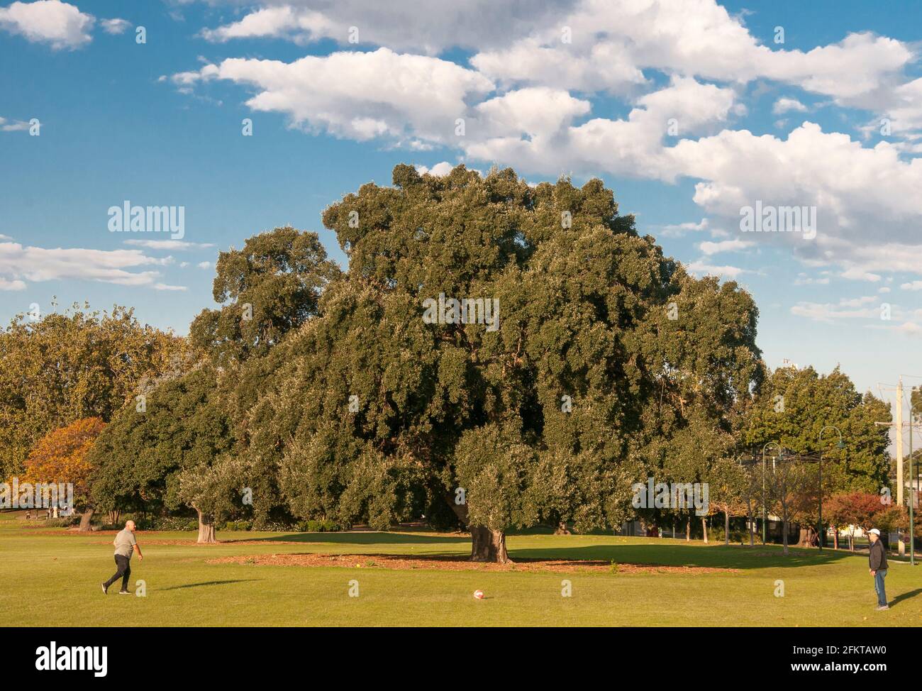 Zwei Männer spielen ein Ballspiel neben einer reifen europäischen Korkeiche, Quercus suber, im Princes Park, Caulfield, Melbourne, Australien Stockfoto