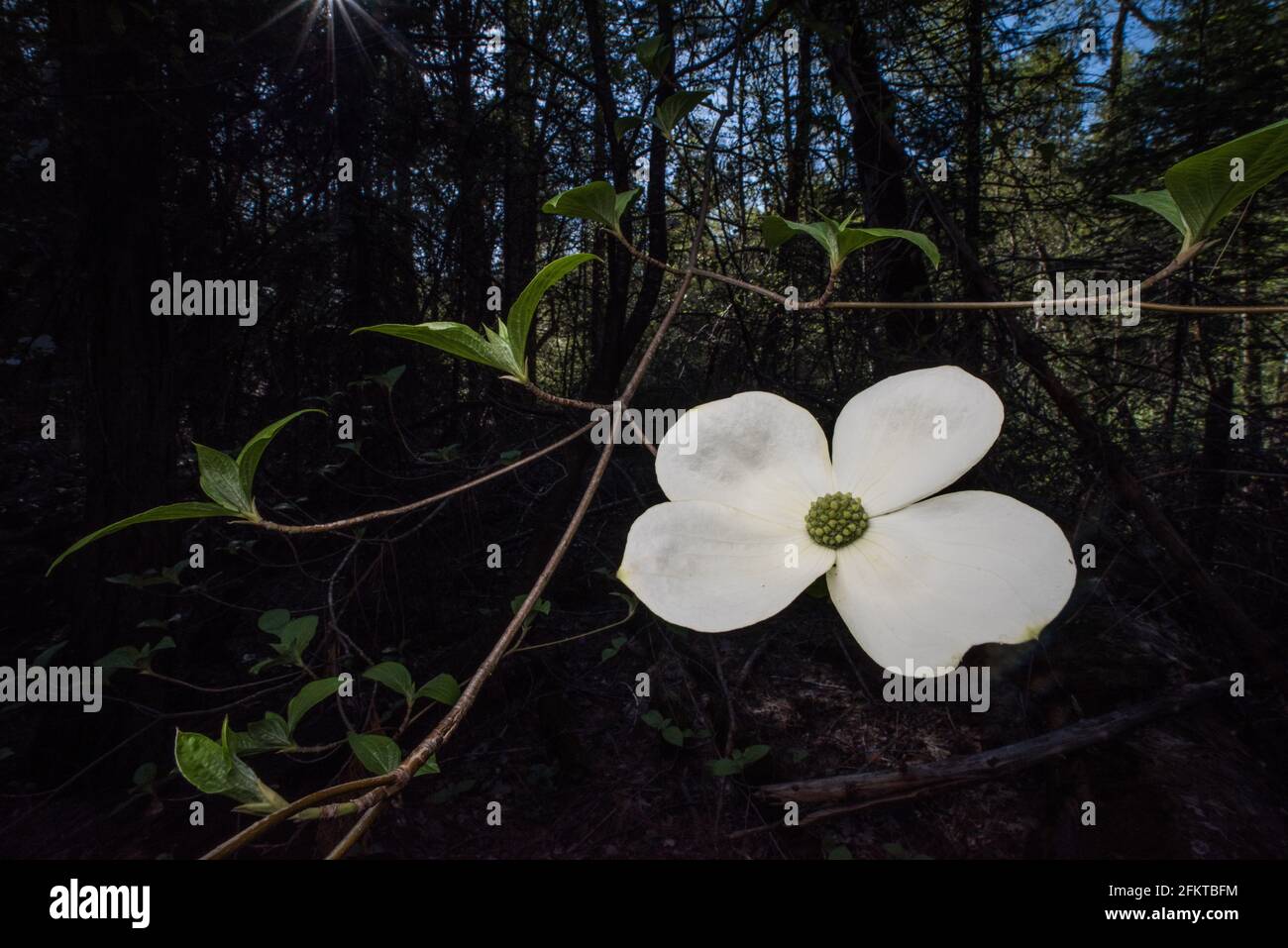 Ein blühender pazifischer Dogwood oder Bergdogwood (Cornus nuttallii) im Sierra National Forest in Kalifornien, USA, Nordamerika. Stockfoto