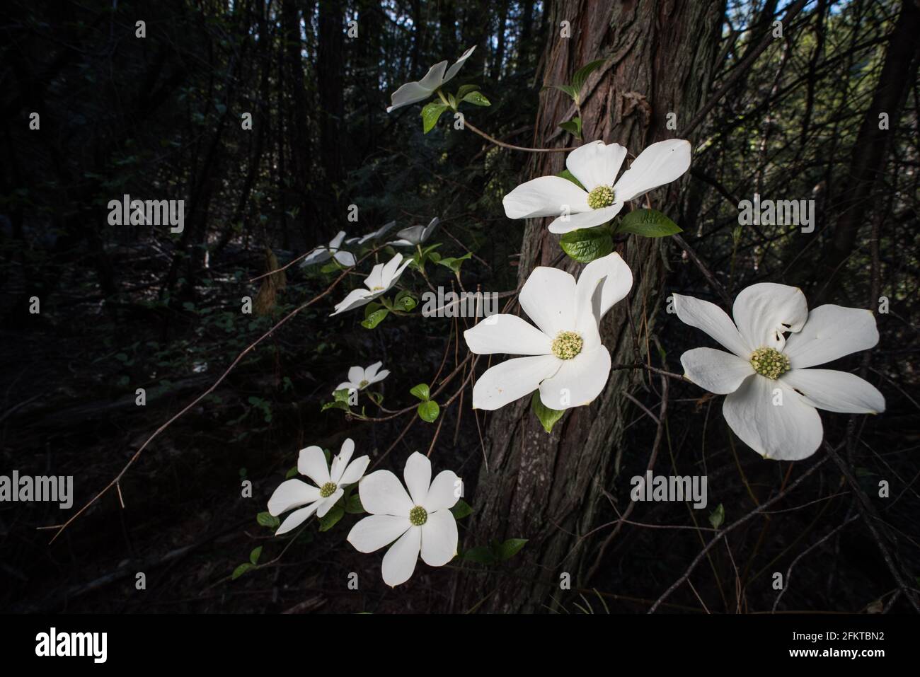 Ein blühender pazifischer Dogwood oder Bergdogwood (Cornus nuttallii) im Sierra National Forest in Kalifornien, USA, Nordamerika. Stockfoto