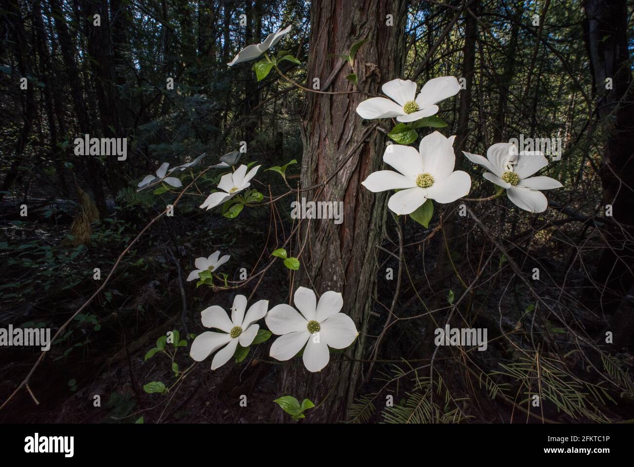Ein blühender pazifischer Dogwood oder Bergdogwood (Cornus nuttallii) im Sierra National Forest in Kalifornien, USA, Nordamerika. Stockfoto