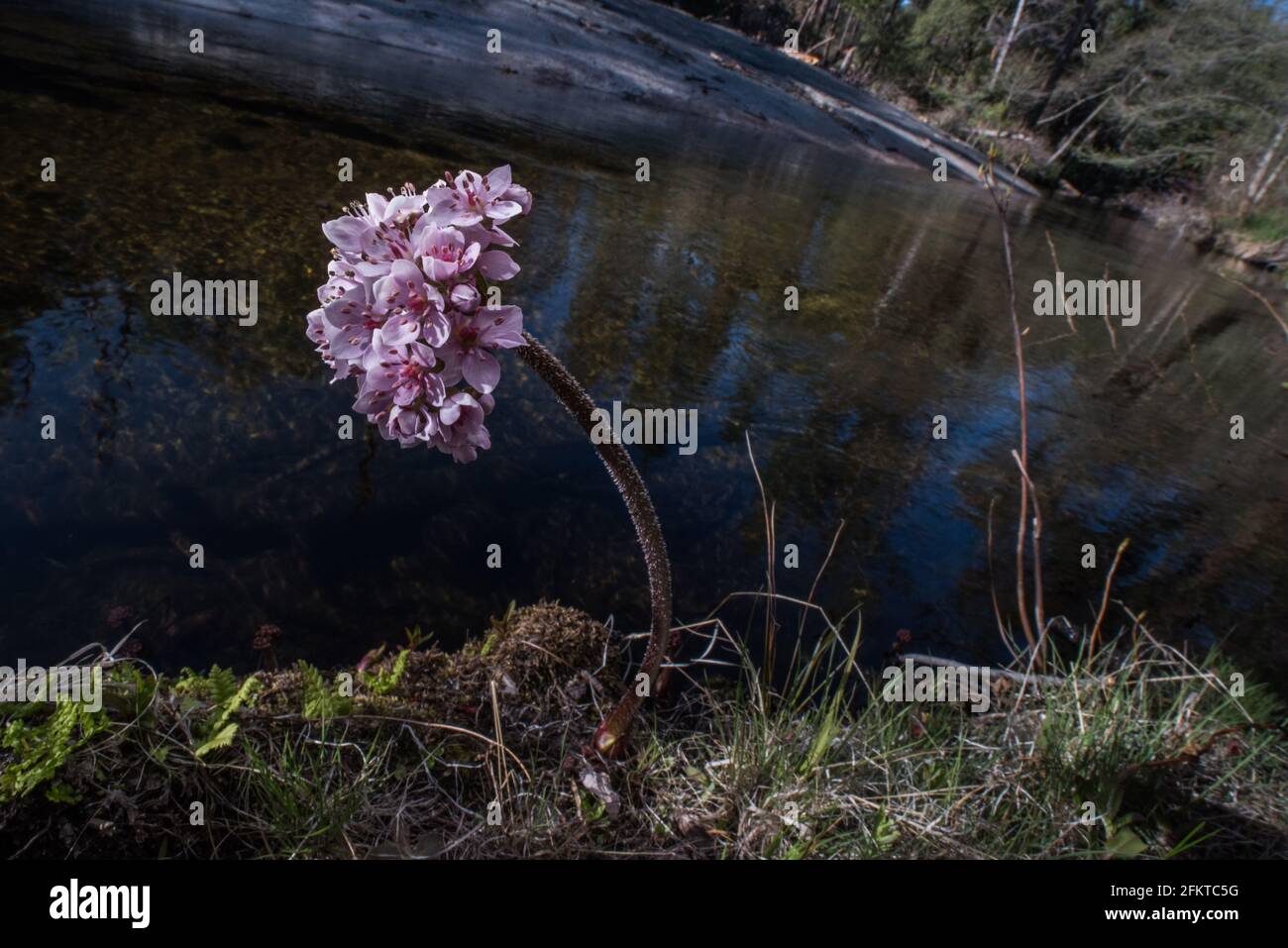Darmera peltata (indischer Rhabarber) wächst am Bach im Sierra National Forest von Kalifornien. Stockfoto