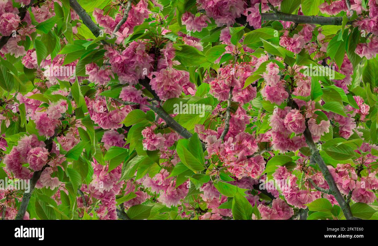 Knospen von rosa Blüten auf einem Ast Hintergrund Stockfoto