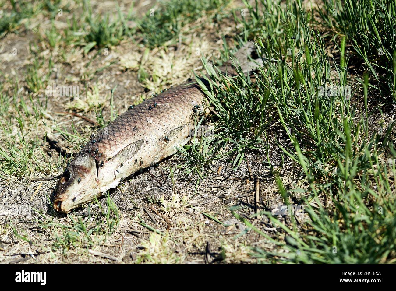 Toter Fisch auf dem Gras. Umweltverschmutzungsprobleme. Schlechtes ökologisches Konzept. Heißer Sommer, Klimawandel. Hochwertige Fotos Stockfoto