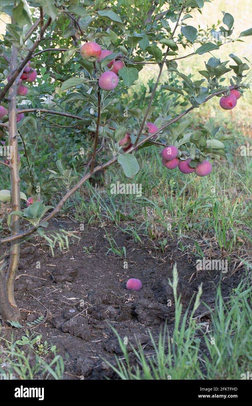 Baumzweig mit hängenden roten reifen Äpfeln liegt einer auf dem Boden. Die Ernte ist bereit zur Ernte Stockfoto