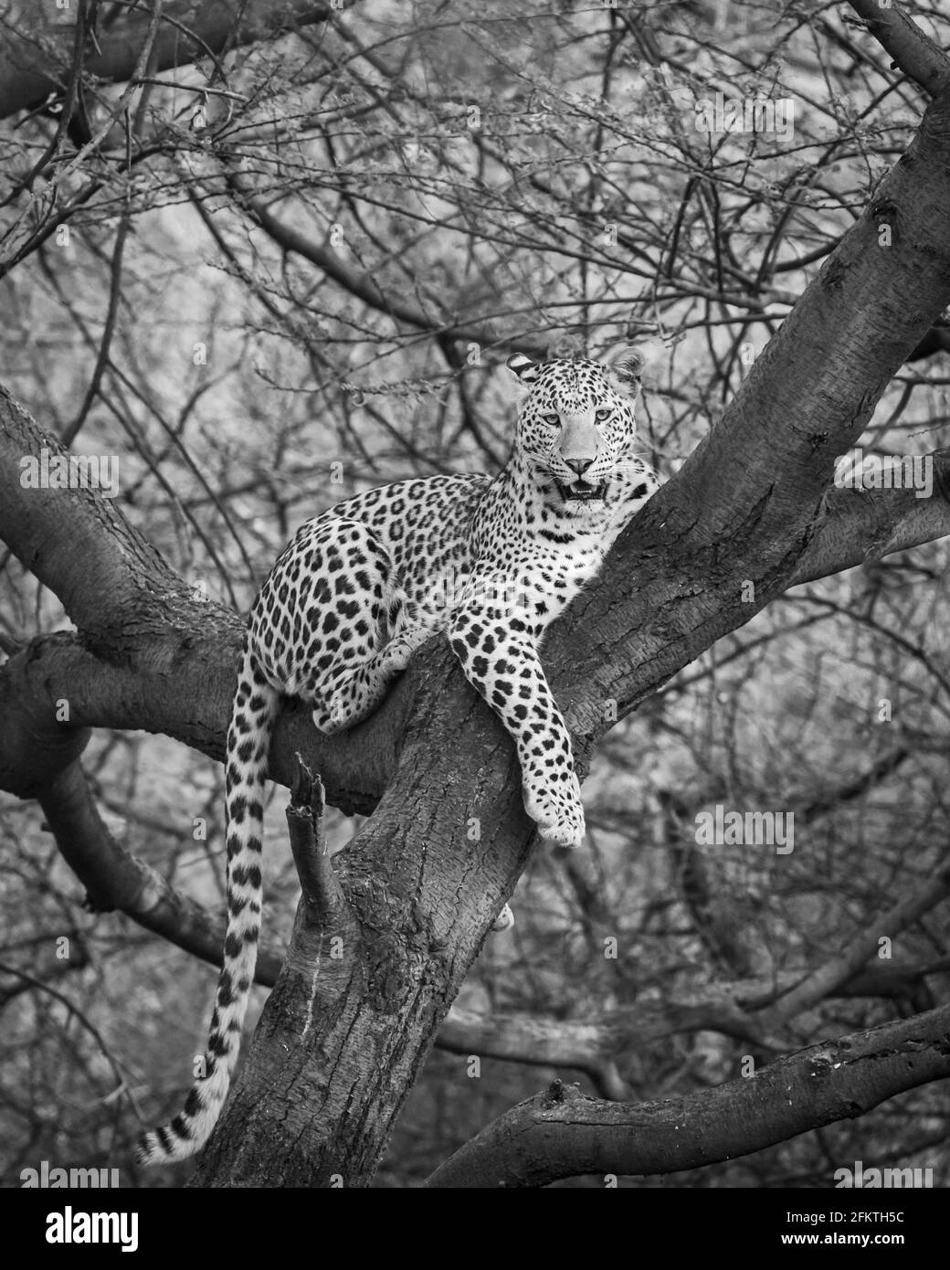 Wilder männlicher Leopard oder Panther auf Baumstamm mit Auge Kontakt in schwarz-weißem Hintergrund bei Jhalana Wald oder leopard Reserve jaipur rajasthan indien Stockfoto