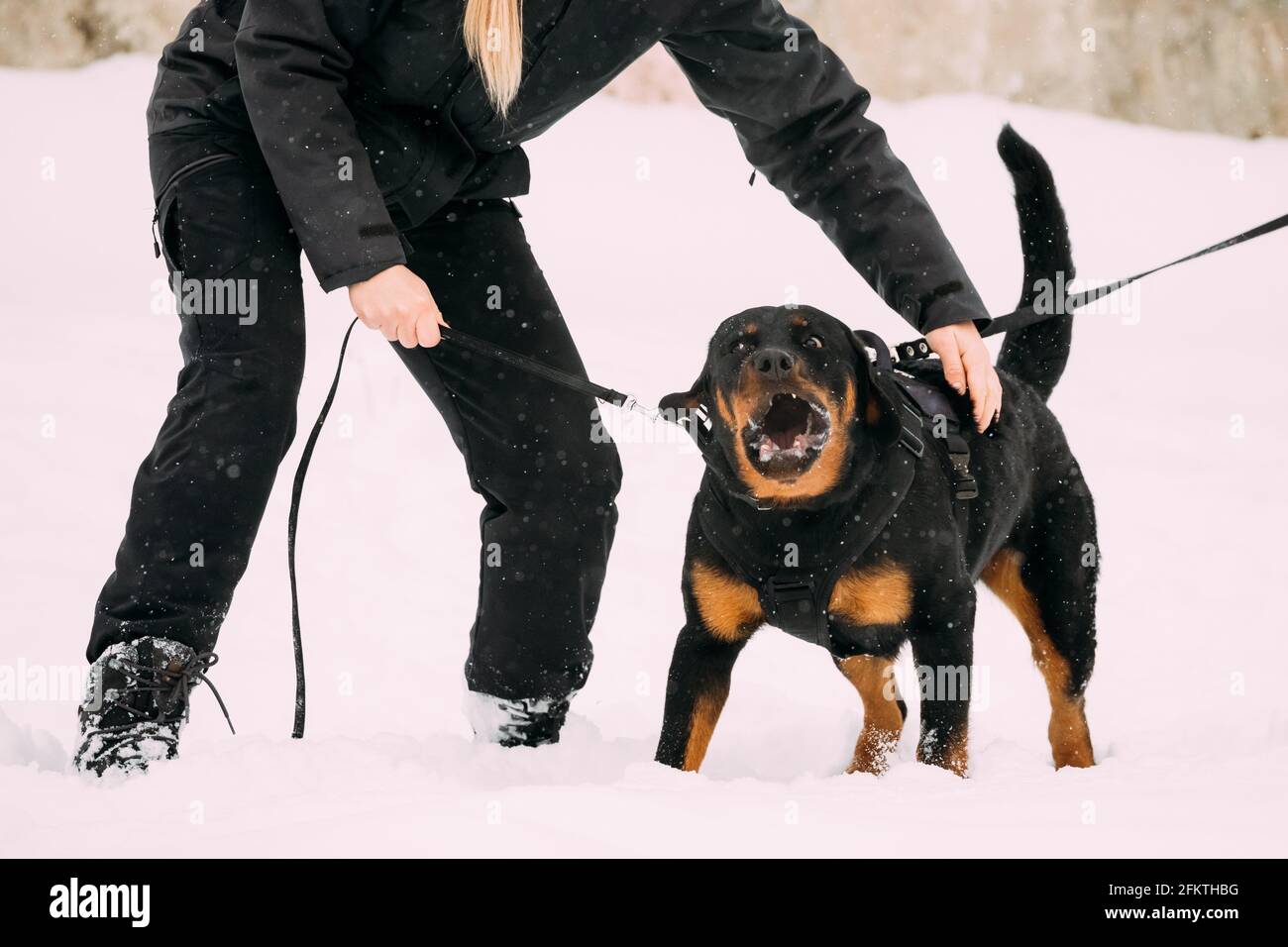 Rottweiler Hundegebell Stockfotos und -bilder Kaufen - Alamy