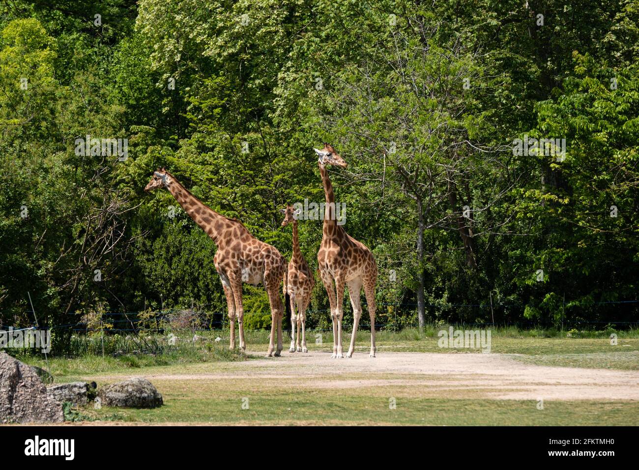 Lyon (Frankreich), 27. April 2021. Drei Giraffen im zoologischen Park von la tête d'Or. Stockfoto