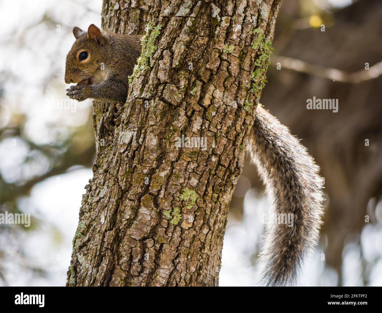 Eichhörnchen (Eichhörnchen sind Mitglieder der Familie Sciuridae, einer Familie, zu der kleine oder mittelgroße Nagetiere gehören.) Stockfoto