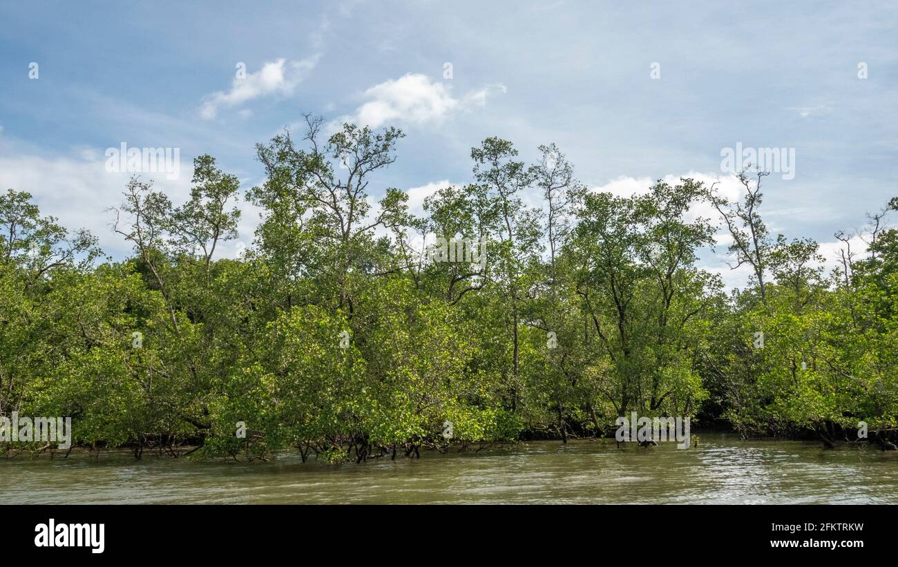 Kreuzfahrt entlang des Sibu Laut-Telaga Air Flussufers, Matang, Sarawak, Malaysia Stockfoto