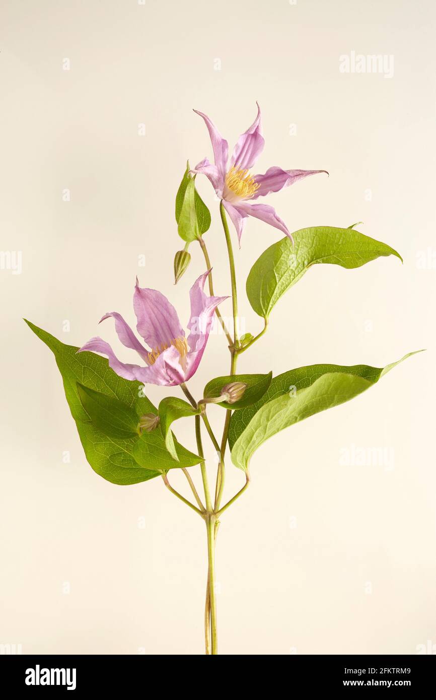 Zwei lila Blüten vor einem warmen Elfenbeinhintergrund. Stockfoto