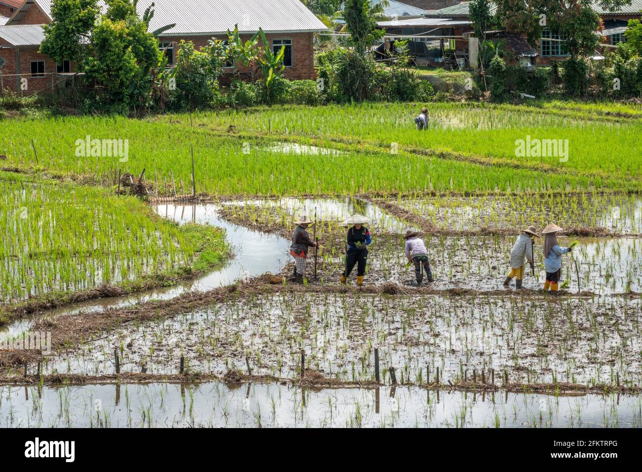 Reisfeld in Tebedu, Serian, Sarawak, Ostmalaysien Stockfoto