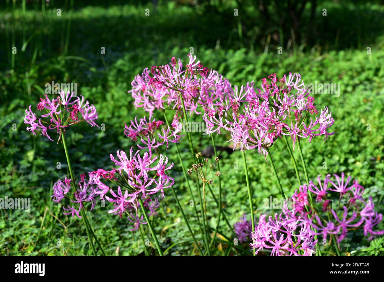Nerine undulata ist eine bauchige Staudenpflanze, die im südlichen Afrika beheimatet ist. Stockfoto