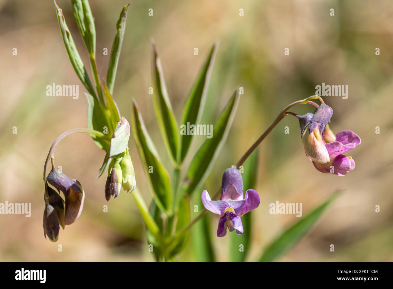 Bitter Vetch (Lathyrus linifolius), Nahaufnahme der Wildblume in Eichenholz, Chiddingfold Forest SSSI, Surrey, England, UK, Im April Stockfoto