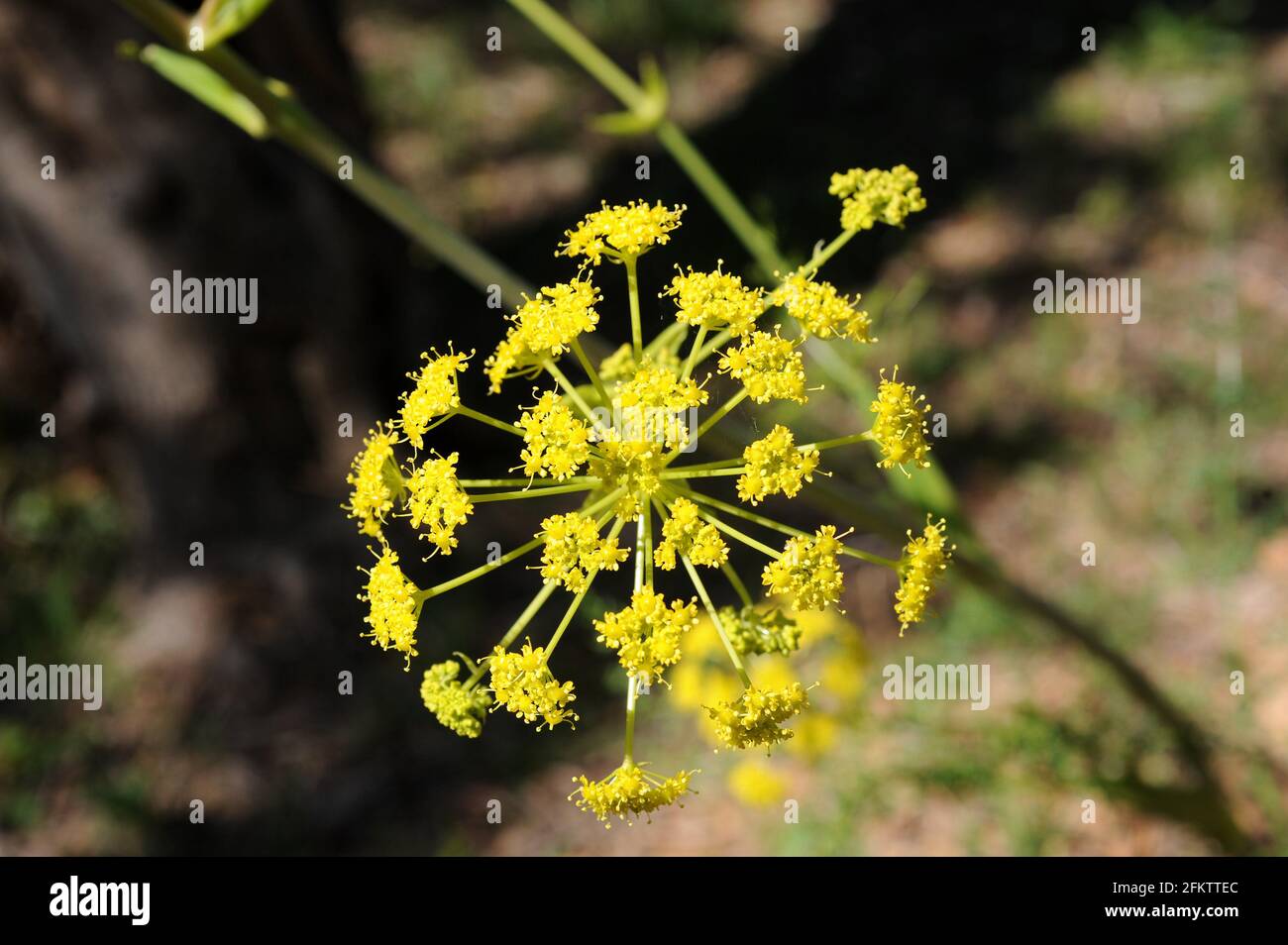 Ferula fontqueri ist eine mehrjährige Pflanze, die im Norden Marokkos endemisch ist. Blütenstand. Stockfoto