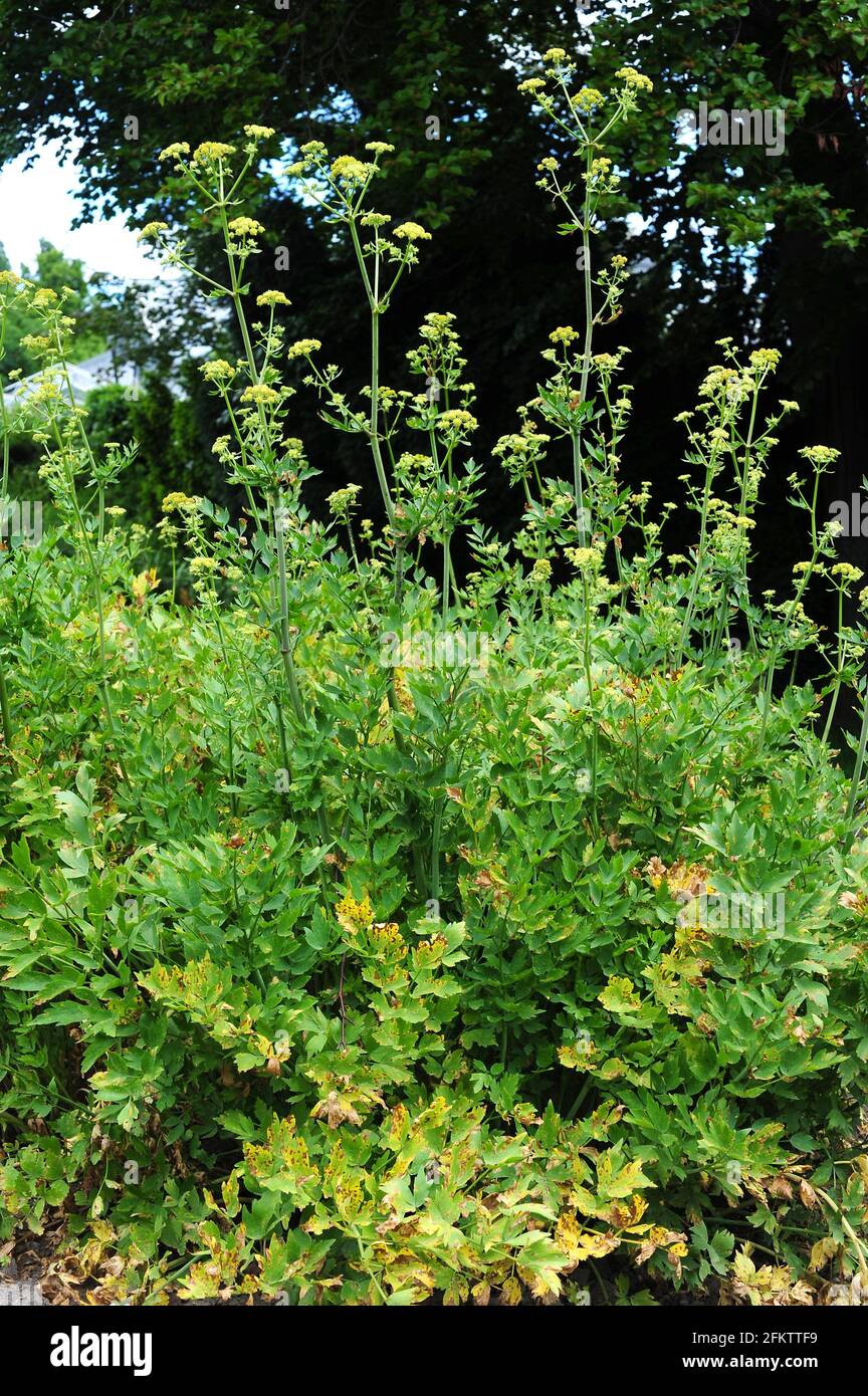 Liebstöckel (Levisticum officinale) ist eine essbare, mehrjährige Pflanze, die in Südosteuropa und Südwestasien beheimatet ist. Stockfoto
