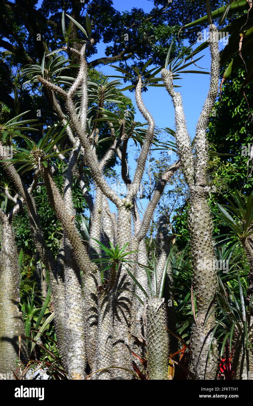 Madagaskar-Palme (Pachypodium lamerei) ist ein saftiger Stachelbaum, der endemisch in Madagaskar ist. Stockfoto