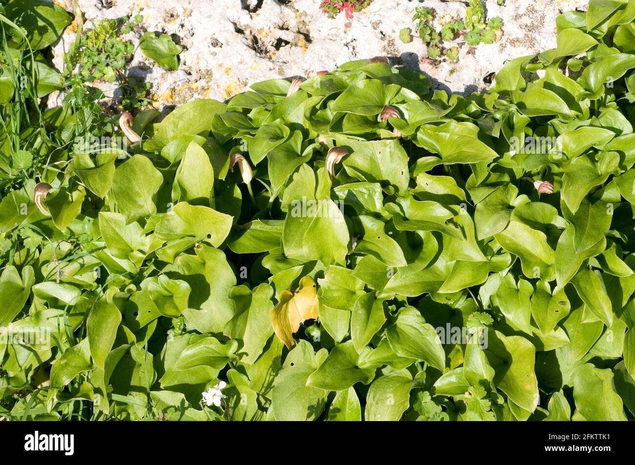 Die Mönchskutte (Arisarum vulgare) ist ein giftiges, mehrjähriges Kraut, das im Mittelmeerraum und in der Macaronesie beheimatet ist. Dieses Foto wurde auf Menorca, Balearen, aufgenommen Stockfoto