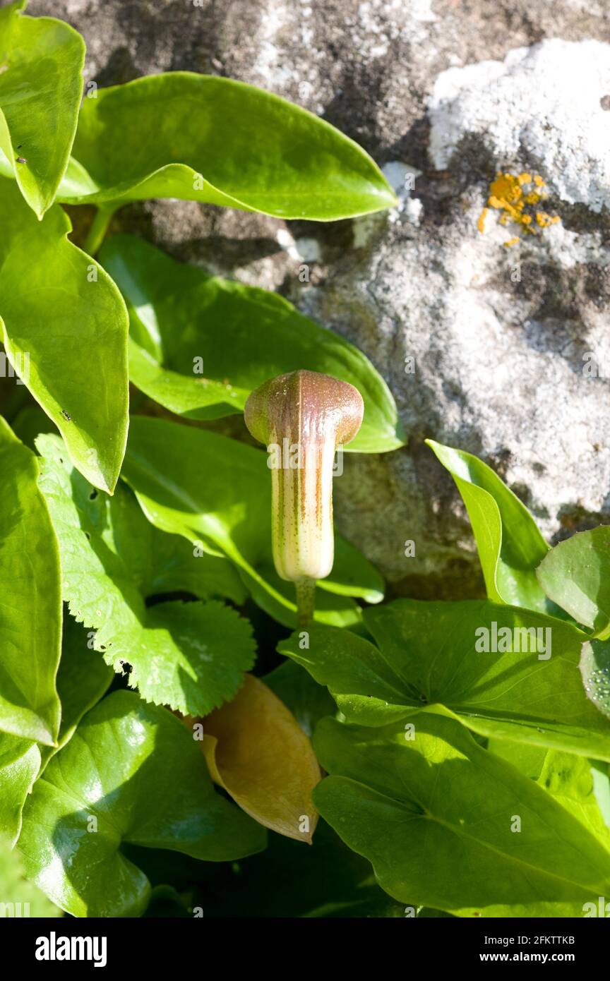 Die Mönchskutte (Arisarum vulgare) ist ein giftiges, mehrjähriges Kraut, das im Mittelmeerraum und in der Macaronesie beheimatet ist. Dieses Foto wurde auf Menorca, Balearen, aufgenommen Stockfoto