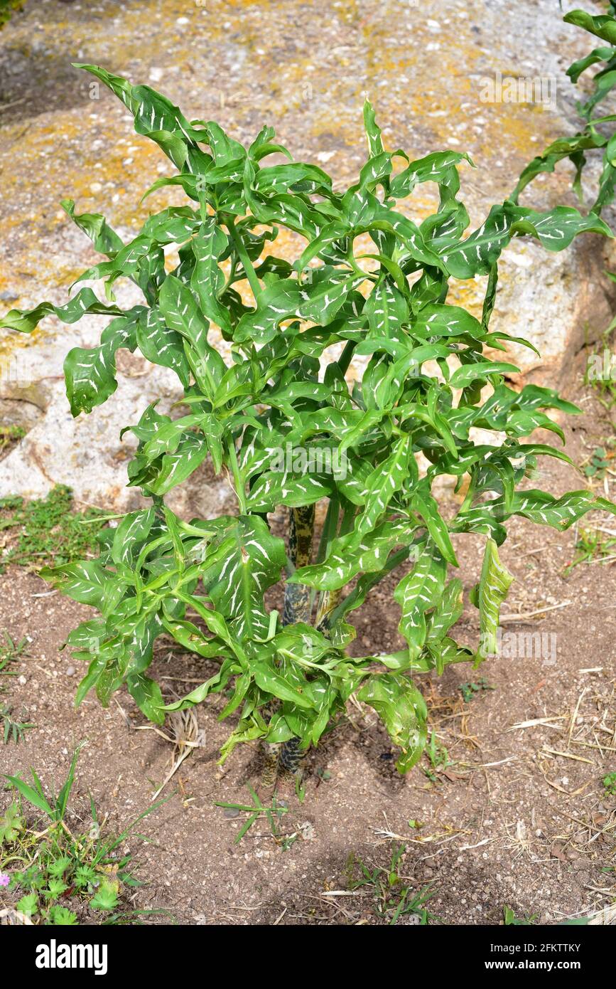 Schwarzer Drache (Dracunculus vulgaris) ist eine giftige mehrjährige Pflanze, die im östlichen Mittelmeerraum endemisch ist. Stockfoto