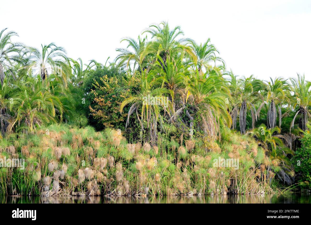 Senegal Palme (Phoenix reclinata) ist eine Palme, die im tropischen Afrika und dem Nahen Osten beheimatet und in der Karibik und Florida eingebürgert ist. Seine Früchte, Herz. Stockfoto