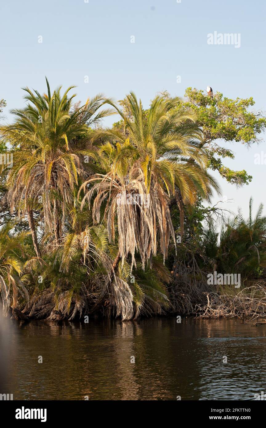 Senegal Palme (Phoenix reclinata) ist eine Palme, die im tropischen Afrika und dem Nahen Osten beheimatet und in der Karibik und Florida eingebürgert ist. Seine Früchte und Palmen Stockfoto