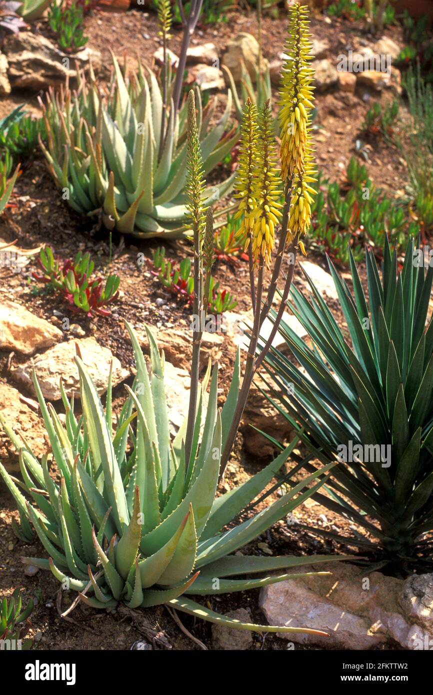 Aloe Vera ist eine Heilpflanze, die auf der Arabischen Halbinsel beheimatet ist, aber in gemäßigten Regionen weit verbreitet wird. Dieses Foto wurde in Eivissa aufgenommen Stockfoto