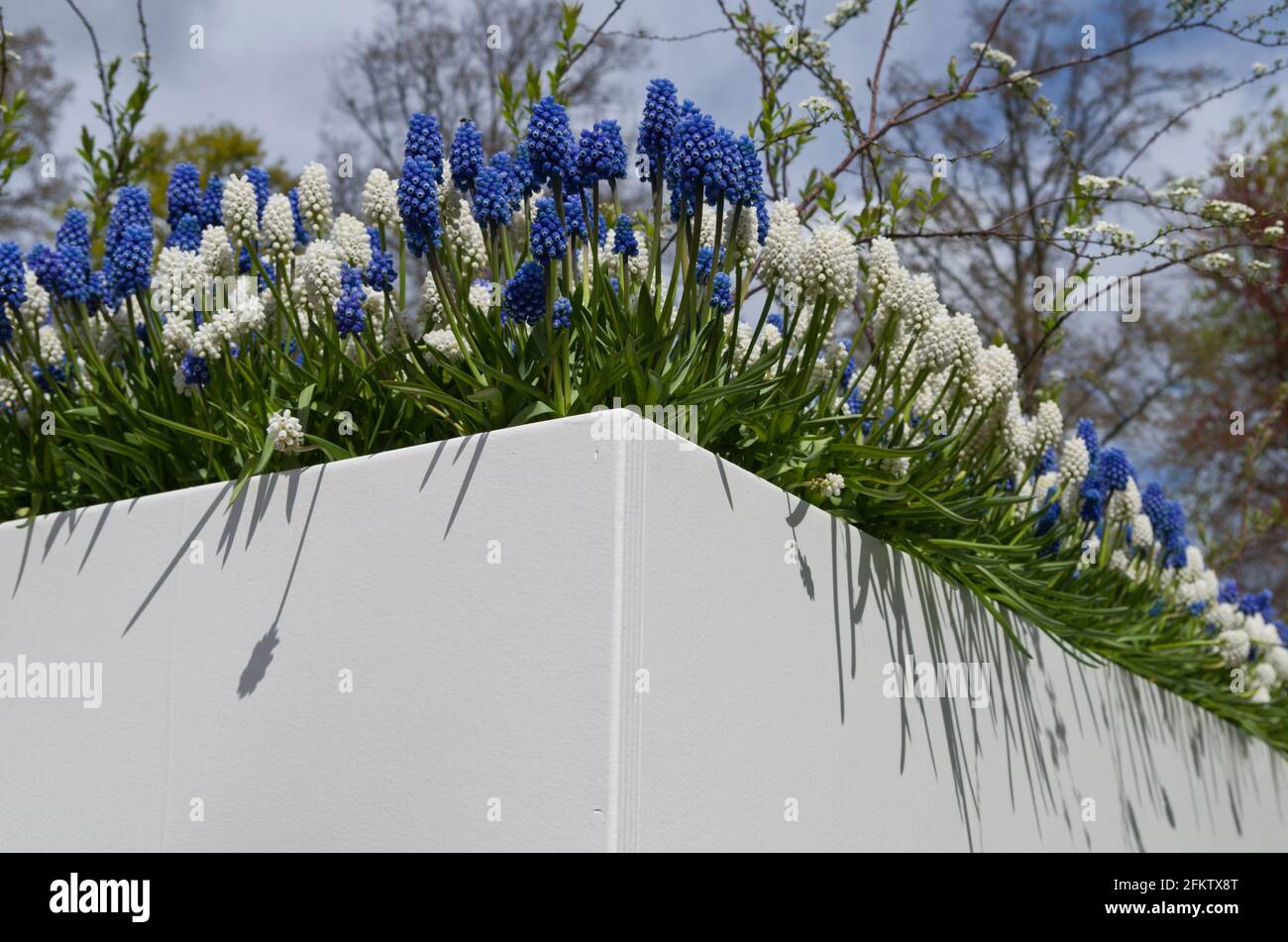 Keukenhof Gardens, Lisse, Niederlande; blaue und weiße Grapehyazinthen in einem weißen Behälter im Delfter Blauen Garten Stockfoto