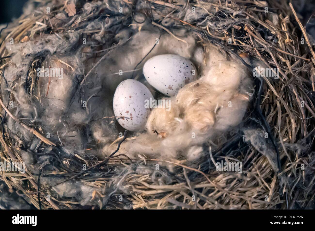 Rotzopf-Nest und Eier in freier Wildbahn. Brütende mehlige Rotzopf. Stockfoto