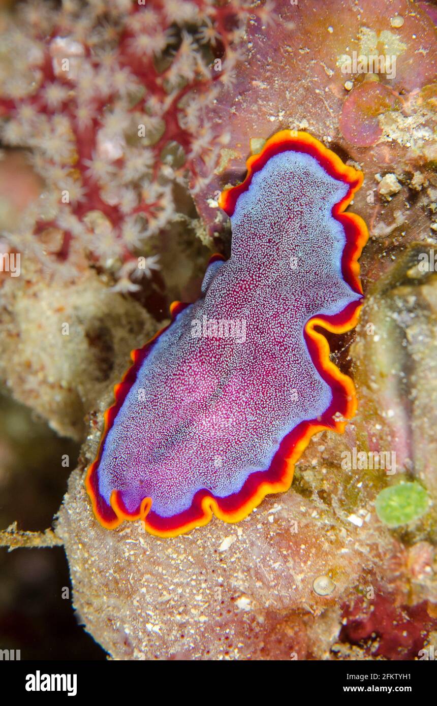 Pseudoceros ferrugineus Fotos und Bildmaterial in hoher Auflösung Alamy