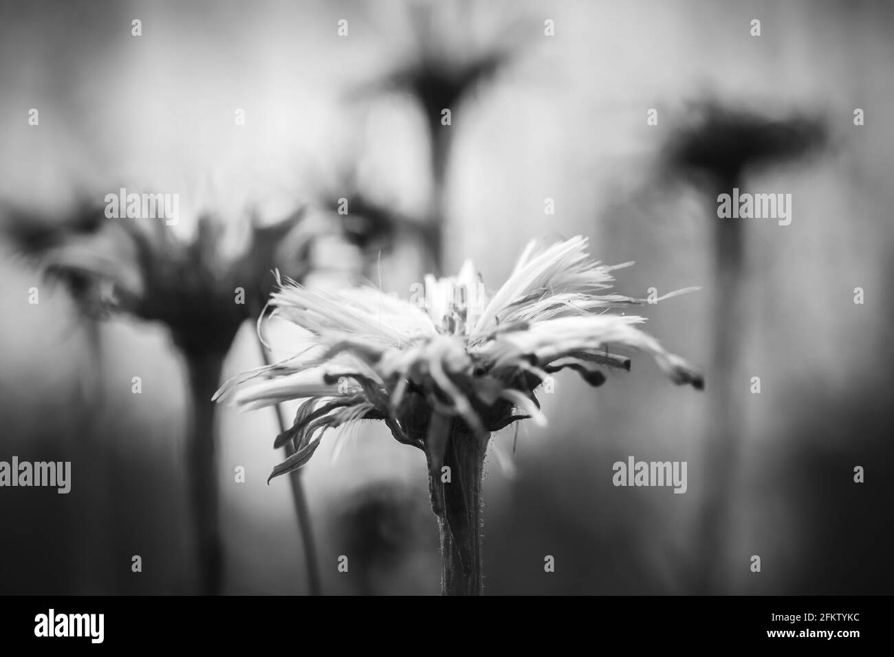 Nahaufnahme eines Makrofotos von Wildblumen. Schwarz-weiß, monochromes Bild von Blumen. Naturkonzept, weicher Fokus. Stockfoto