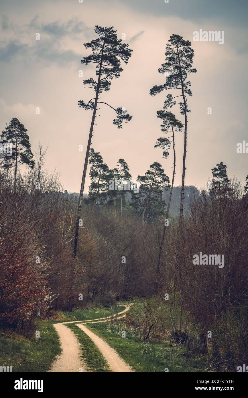 Herbstwald, romantische, neblige, neblige Landschaft. Vintage aussehendes Naturfoto. Stockfoto