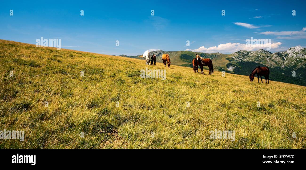 Wildpferde Fütterung auf Bergwiese unten Oslea Hügel in Valcan Berge mit Gipfeln der Godeanu und Retezatul Mic Berge Auf dem Hintergrund in RO Stockfoto