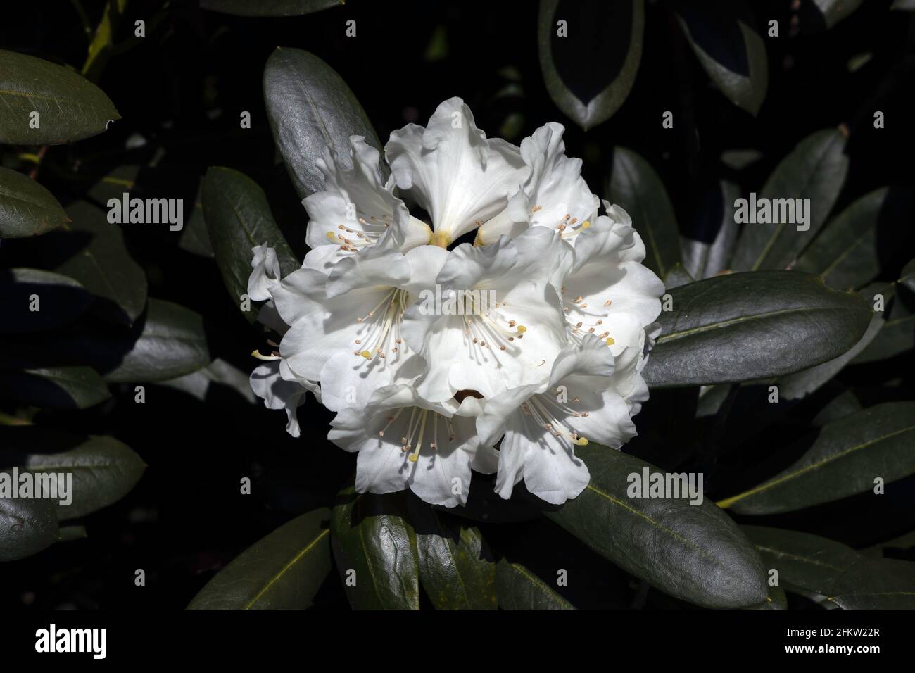 Weiße Rhododendron Stockfoto