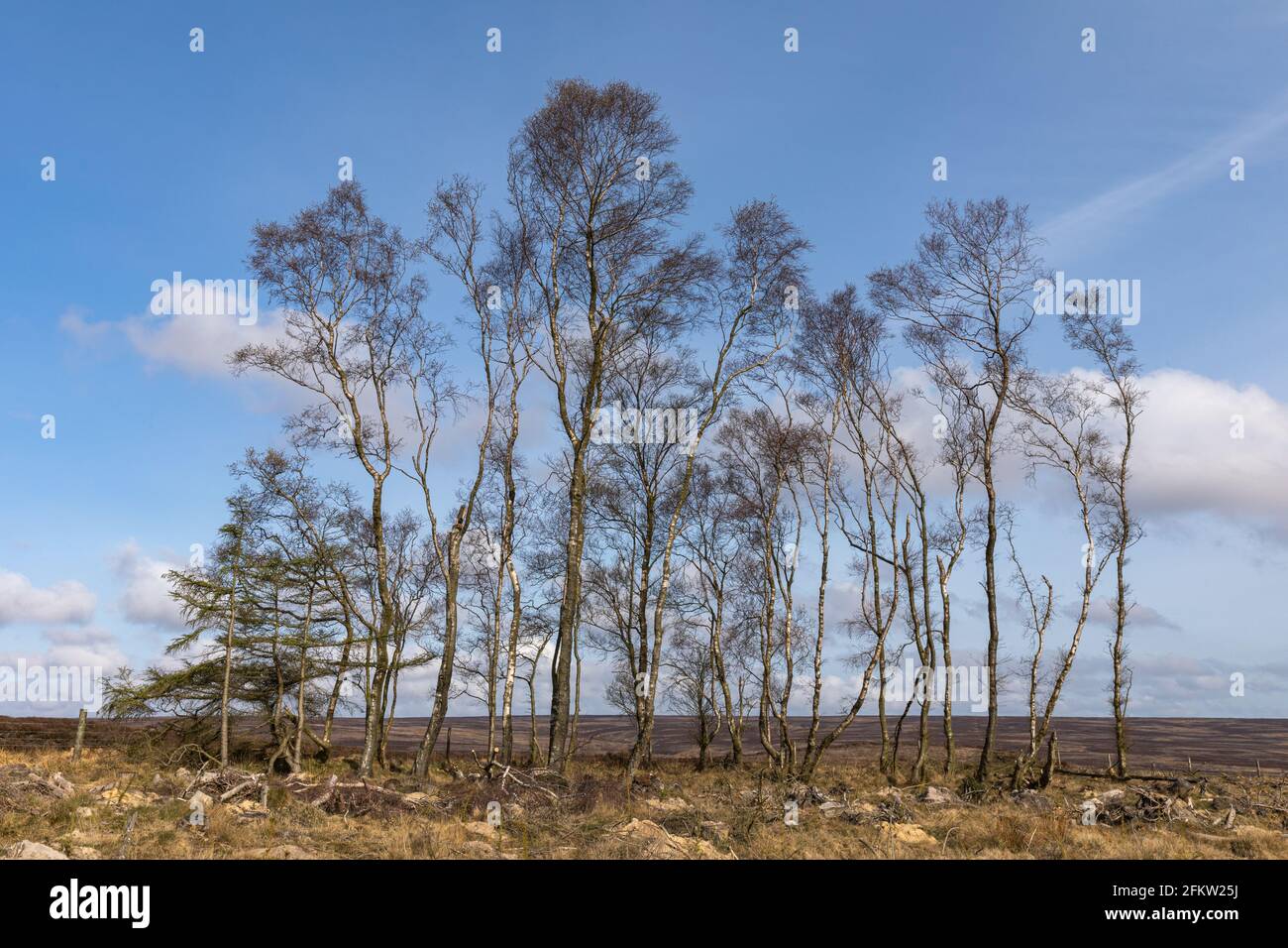 Gruppe von Birken, Keys Beck Road, Wheeldale Moor, Stape, North York Moors, Yorkshire, England Stockfoto