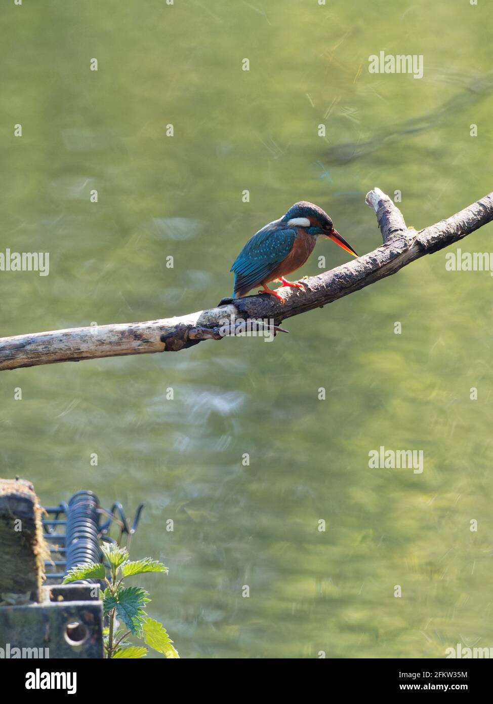 Eine Eiskönigin (Alcedo atthis), die auf einem Baumzweig auf der Suche nach Fischen im RSPB Fairburn ings Nature Reserve in West Yorkshire thront. Stockfoto