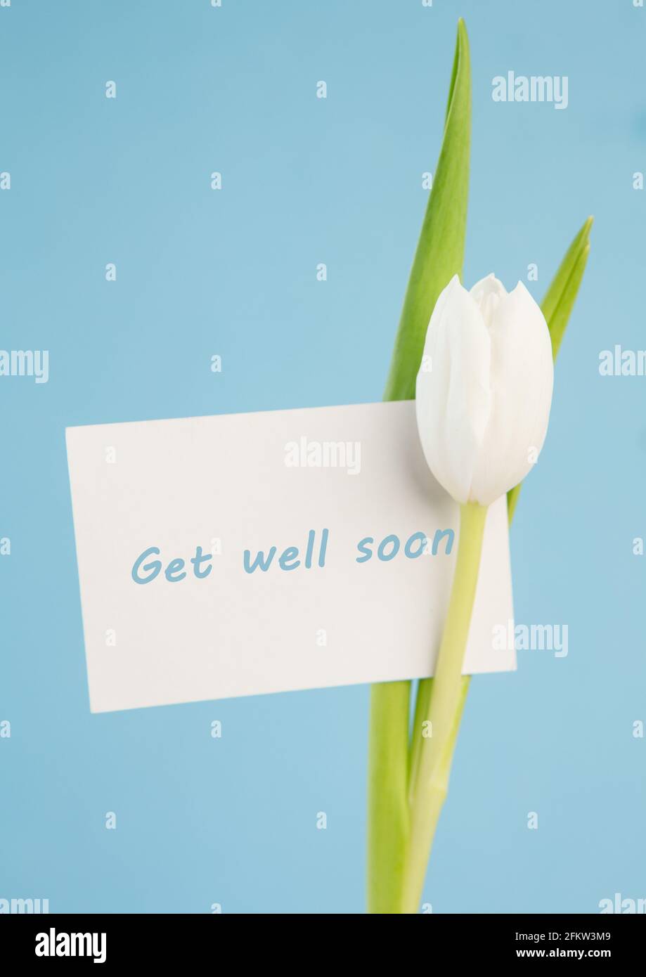 Zusammensetzung von get well soon Message-Karte und weiße Tulpe Auf hellblauem Hintergrund Stockfoto