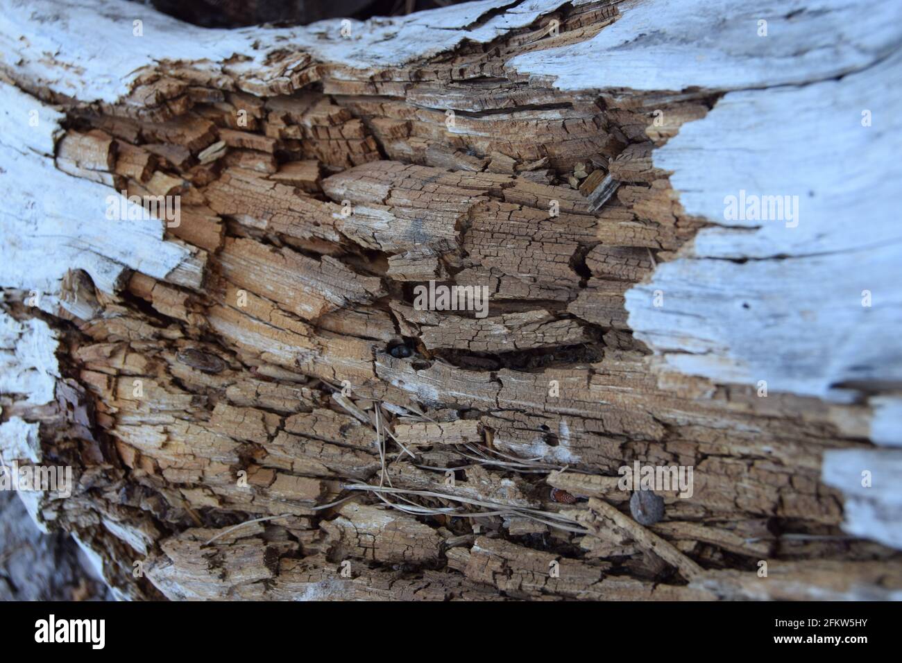 Holz Und Bark Stockfoto