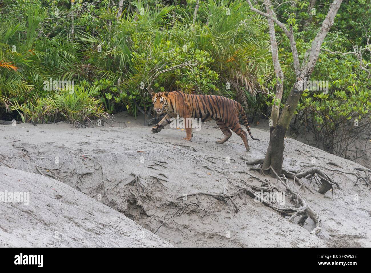 Junger männlicher dominanter bengalischer Tiger, der während der Ebbe beim Sundarban Tiger Reserve, Westbengalen, Indien, läuft und schaut Stockfoto