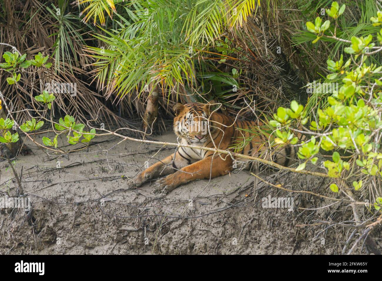 Junger männlicher dominanter bengalischer Tiger, der auf der Flussseite sitzt und während der Ebbe beim Sundarban Tiger Reserve, Westbengalen, Indien, schaut Stockfoto