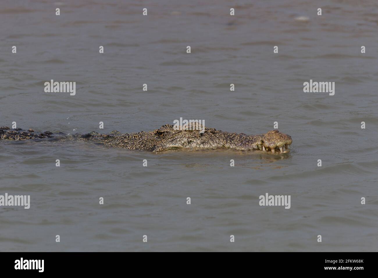 Salzwasser-Krokodile schwimmen in den Brackwasser von Sundarban Nationalpark im westbengalen Bundesstaat Indien Stockfoto