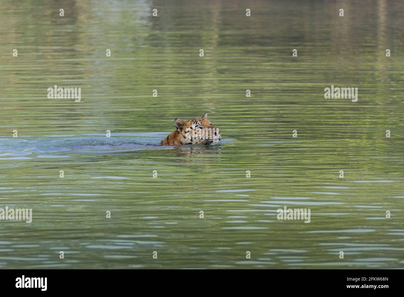 Bengalischer Tiger, der in den Gezeitengewässern des Sundarban Tigers schwimmt Reserve im westbengalischen Staat Indien während eines Monsuns Am Mittag Stockfoto
