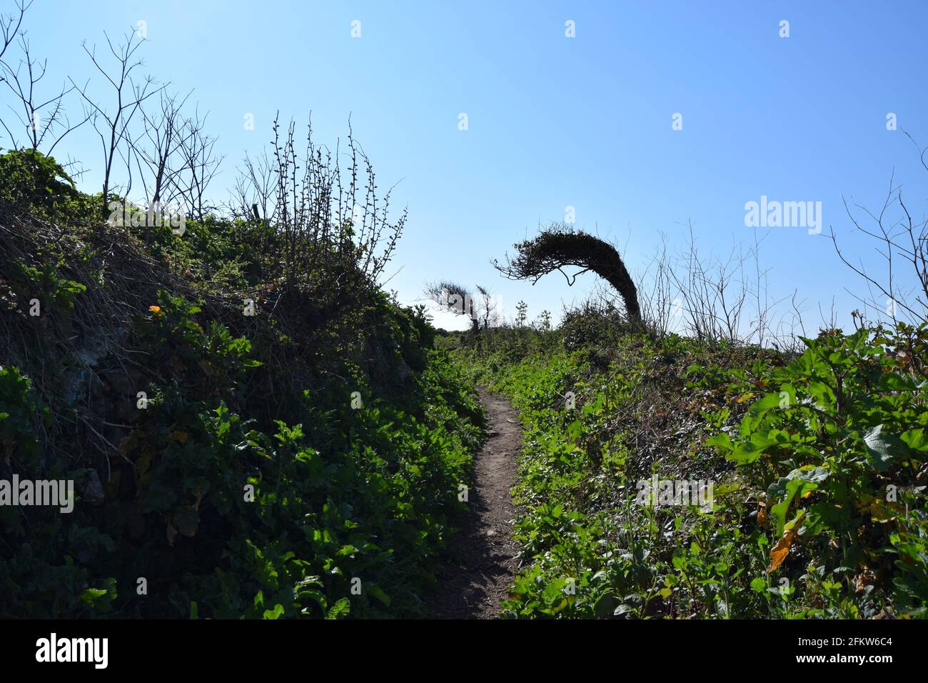 Ländlicher Fußweg Und Windgepeitschte Bäume Stockfoto