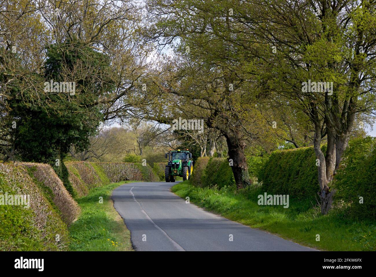 Traktor auf Landstraße, umgeben von Hecken und einem Baumkronendach, in East Yorkshire, England, Großbritannien Stockfoto