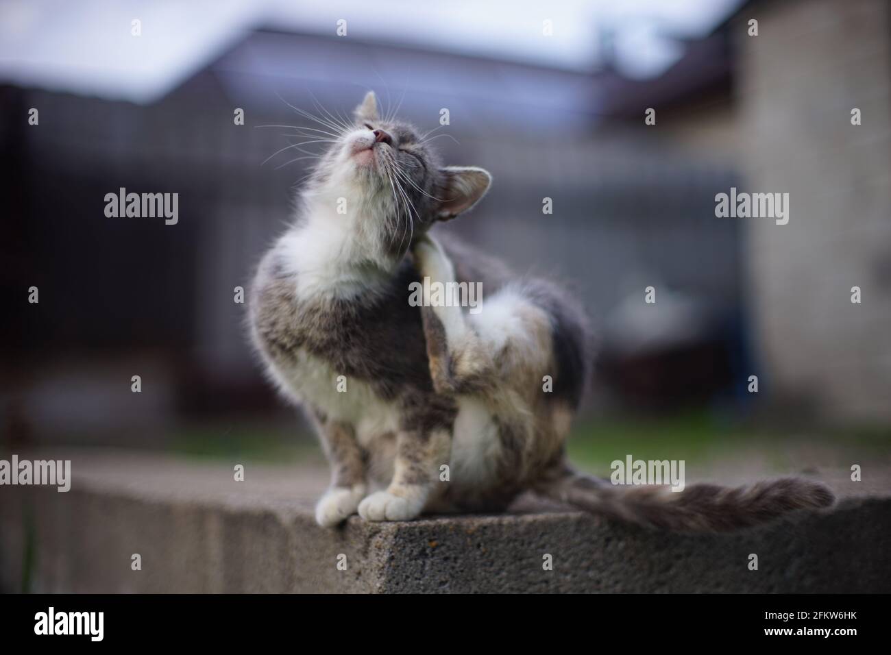 Schildkrötenkatze Pfote kratzen Flöhe hinter dem Ohr im ländlichen Garten. Stockfoto