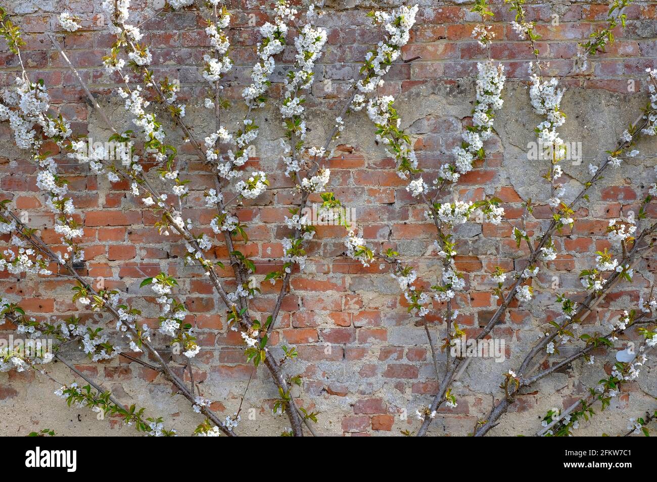 Weiße Apfelblüte auf Espalier Baum auf verwitterten Backstein Wand Hintergrund, norfolk, england Stockfoto
